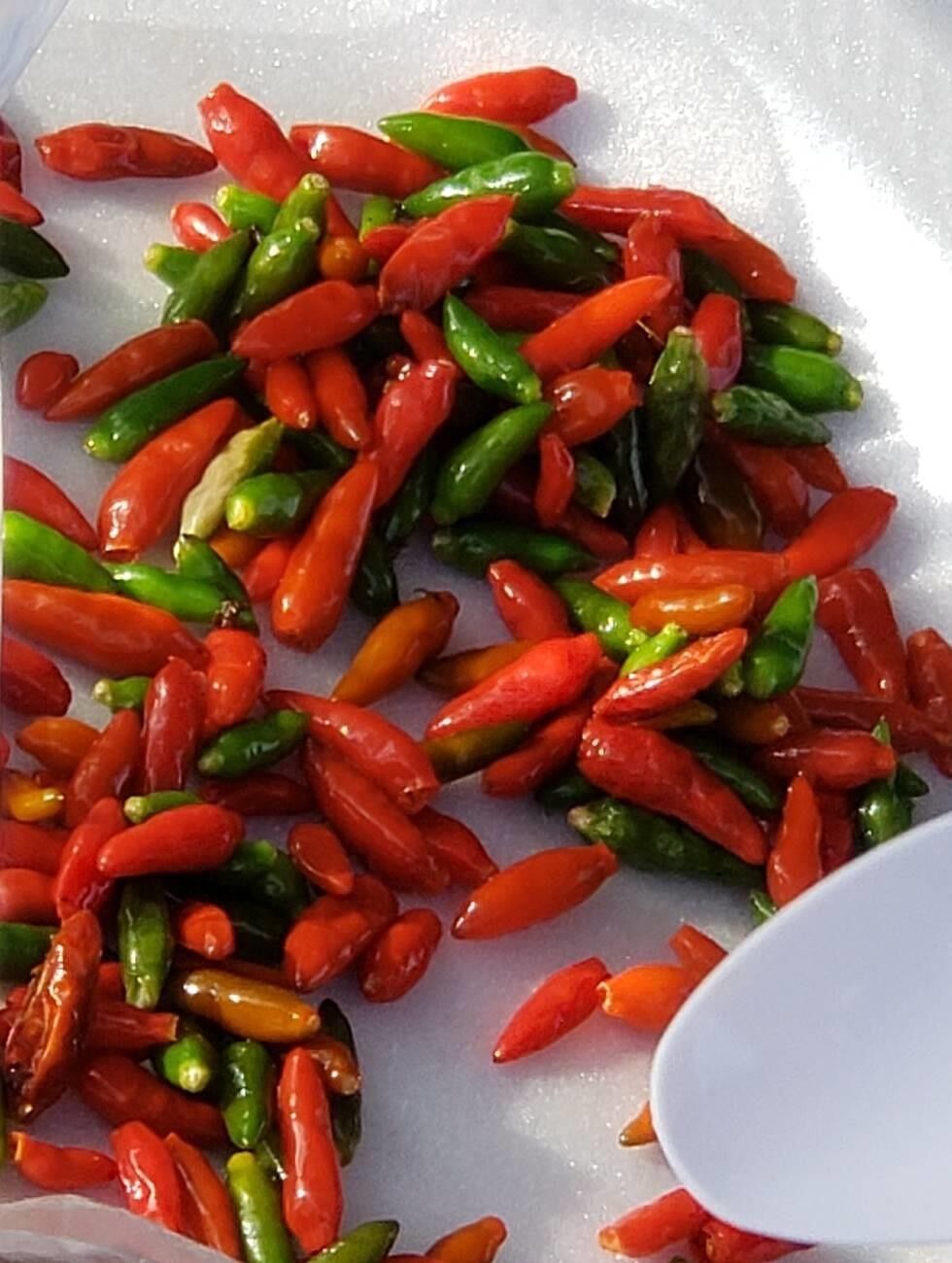 Tinian pepper